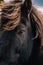 Super close-up of eye of dark Icelandic horse