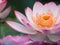 Super close up lotus flower, blur background