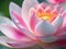 Super close up lotus flower, blur background