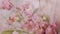 Super close up shot of pink colored snowberry in wedding decoration