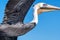 Super closeup of a brown pelican in flight