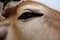 A Super Closeup of a Cows Eye