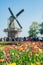 Super colorful tulips blossom with windmill behind in the famous