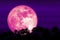 Super Corn pink moon and silhouette forest tree and birds flying in the night sky