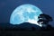 super corn planting blue moon rise back silhouette tree and mountain on night sky