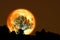super corn planting moon back silhouette dry branch tree