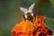 Super crisp and vivid bumblebee pollinates Orange flower bright vivid gorgeous
