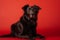 Super cute black dog lying isolated on red background