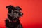 Super cute black dog lying isolated on red background