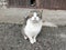 Super cute black and white tabby cat looking at camera with cat flap in background