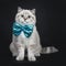 Super cute blue tabby point British Shorthair cat kitten, Isolated on black background.