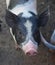 Super Cute Face of a Black and White Pig with a Pink Snout