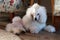 Super Cute and Fluffy White Miniature Poodle