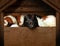 Super cute guinea pig aka domestic cavy inside a lovely wood pet house with their head outside