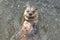 Super Cute River Otter Floating in A River