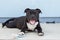 Super cute Staffordshire Bull Terrier puppy black and white smiling