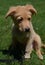 Super Cute Toller Puppy Dog Sitting in a Grass Yard