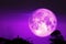 super dark harvest piurple moon on night sky back dry branch tree over forest