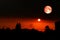 super dark harvest piurple moon on night sky back dry branch tree over forest and sunset