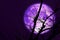 super dark harvest purple moon on night sky back dry branch tree