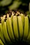 Super Dwarf Cavendish banana fruit Musa acuminate in an organic garden
