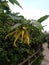 Super fragrant yellow ylang ylang  flowers