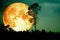 super full blood moon back silhouette branch tree dark forest gr