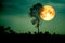 super full blood moon back silhouette branch tree green sky