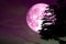 super full pink moon back on silhouette tree in dark pink colorful sky