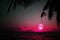 super full pink moon on silhouette tree in dark red colorful sky