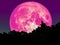 super full pink moon and silhouette tree in forest star on sky