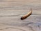 A super or giant worm over dark wooden surface