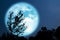 Super Grain blue moon silhouette tree in field on night sky