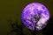 Super Grain purple moon silhouette dry tree on night sky