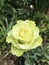 Super Green rose