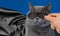 Super hero in mask cat portrait with black cloak