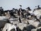 Super large group of penguins at Usuahia Argentina