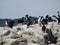 Super large group of penguins at Usuahia Argentina