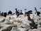 Super large group of penguins at Usuahia Argentina