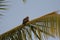 A super looking eagle on a coconut tree leaves up on the peak. Peeking a look at the movements of prey on the ground