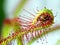 Super macro of beautiful sundew ( drosera ). insect catched by the plant