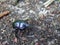 Super macro of a dung beetle Coleoptera