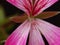 Super macro of a flower of the pink hanging geranium  Pelargonium peltatum