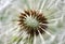 Super macro. Fluffy dandelion flower inside. Internal structure. Big white dandelion close up