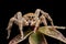 Super macro image of Jumping spider. Neural network AI generated