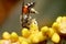 Super macro photo of bee with yellow betel nut flower background