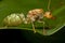 Super macro photo of Weaver ants queen on green leaf background