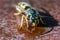 A super macro photograph of a wasp feeding on a puddle of sticky honey in the summer time on a rusty metal background