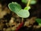 Super macro of a seedling of a red radish Raphanus sativus var. sativus in the open ground