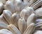 super macro shot of long white sunflower seeds with salt on from Turkey very close in detail isolated on a white